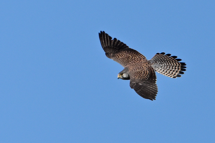 �`���E�Q���{�E