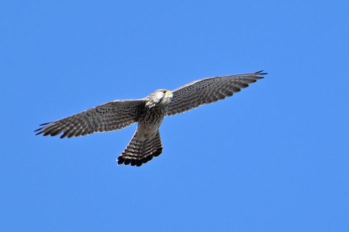 �`���E�Q���{�E