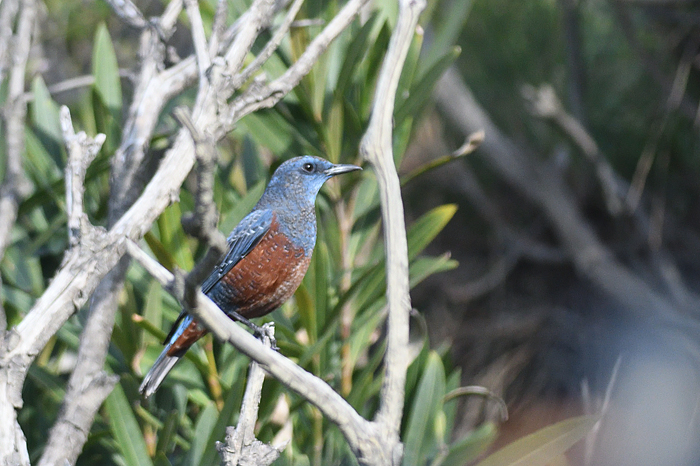 �C�\�q���h��