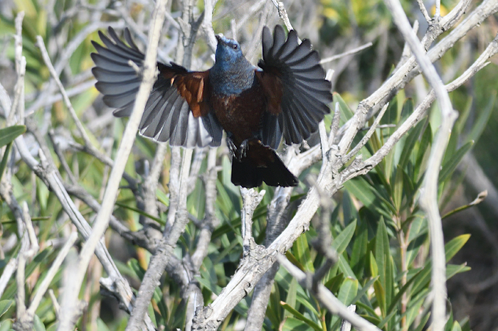 �C�\�q���h��