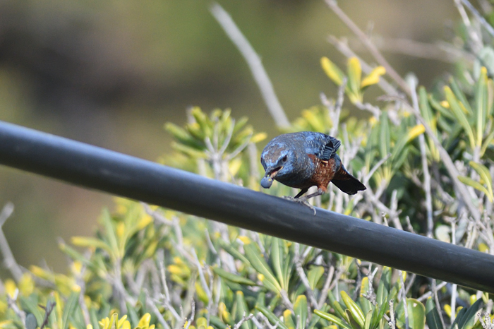 �C�\�q���h��