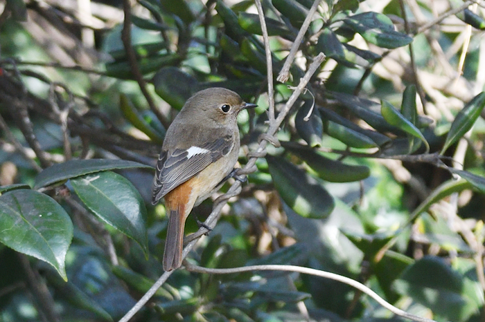 �W���E�r�^�L