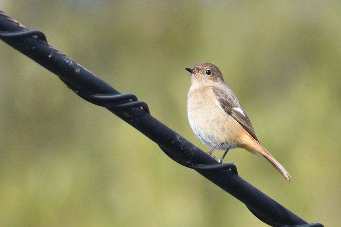 �W���E�r�^�L