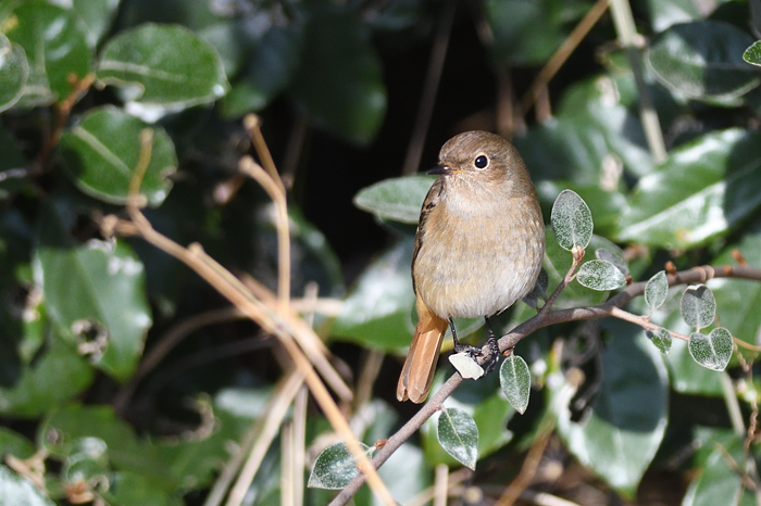 �W���E�r�^�L