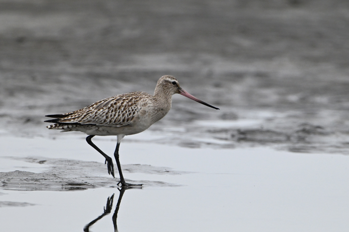 �I�I�\���n�V�V�M