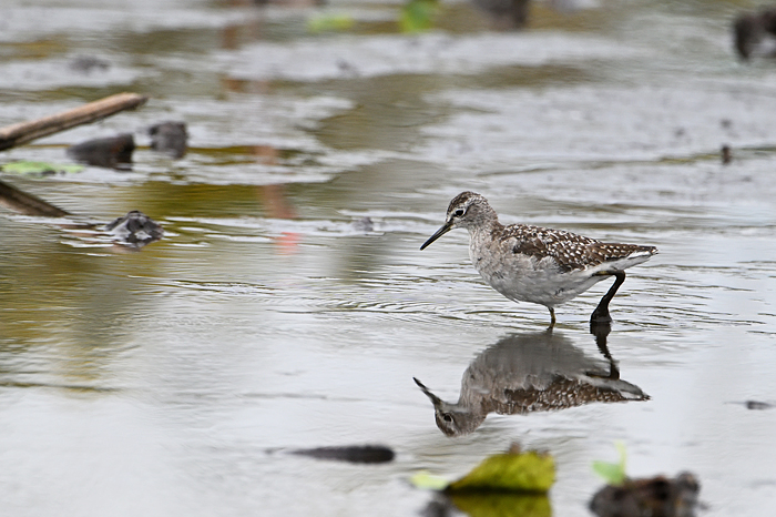 �^�J�u�V�M