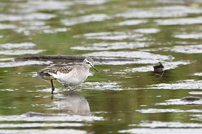 �^�J�u�V�M