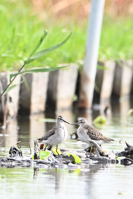 �^�J�u�V�M