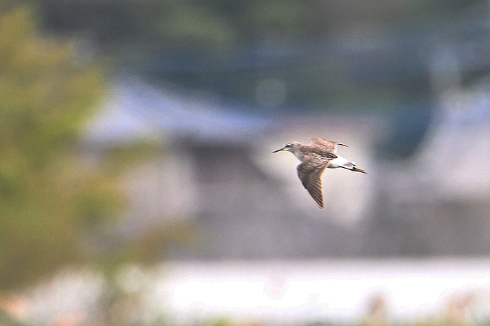 �^�J�u�V�M