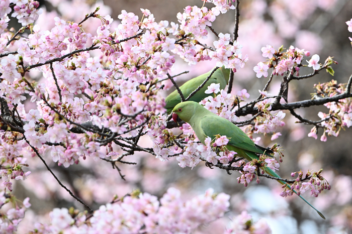 ���J�P�z���Z�C�C���R