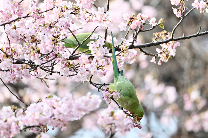 ���J�P�z���Z�C�C���R