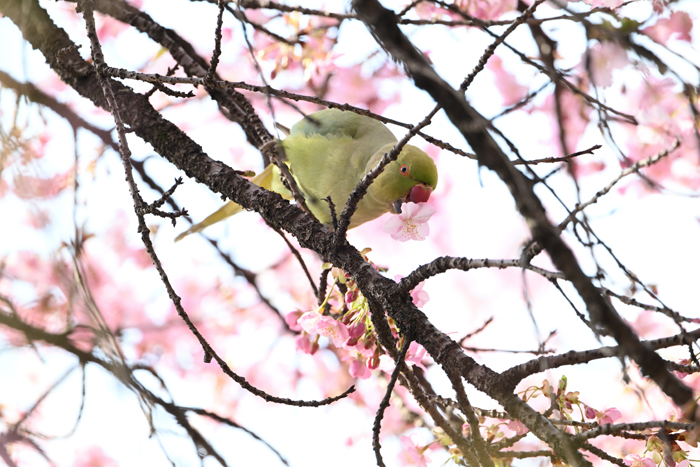 ���J�P�z���Z�C�C���R