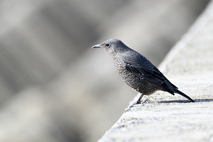 �C�\�q���h��