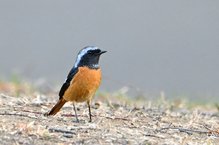 �W���E�r�^�L