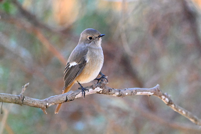 �W���E�r�^�L