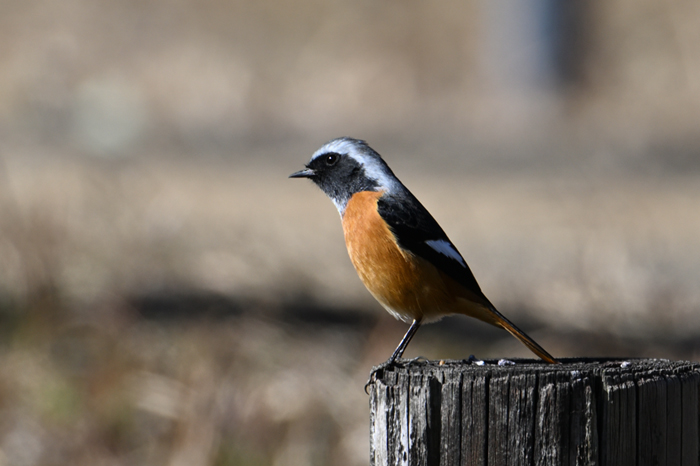 �W���E�r�^�L