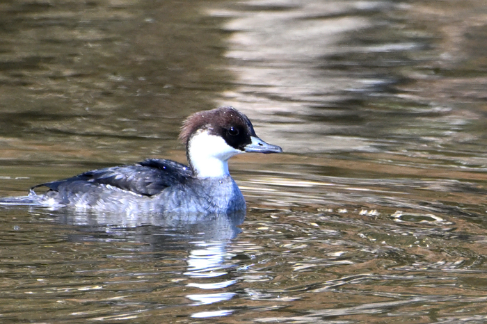 �~�R�A�C�T